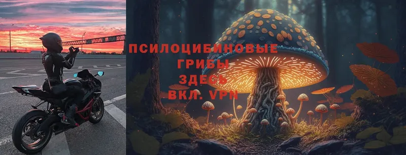 Галлюциногенные грибы Psilocybine cubensis  blacksprut   Липки 